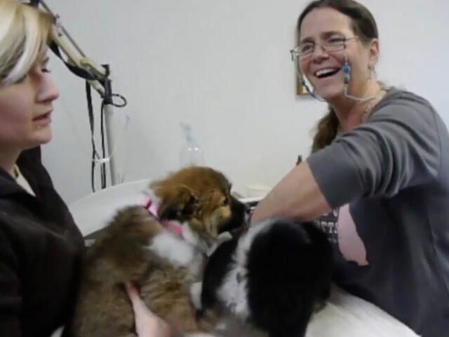 The Puppies First Visit With the Vet